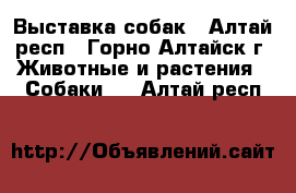 Выставка собак - Алтай респ., Горно-Алтайск г. Животные и растения » Собаки   . Алтай респ.